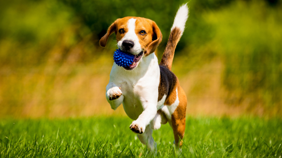 Dog-Friendly Fitness: Get Active with Your Pet on Long Island | Laffey Real Estate