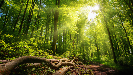 Top Long Island Hikes to Enjoy with the Family This Summer | Laffey Real Estate