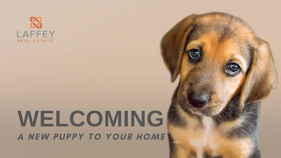 Welcoming Your New Canine Companion  | Laffey Real Estate